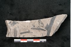 Foto (Detailansicht) von Lepidodendron obovatum Sternbg. (NHMW-GEO-2024-0188-11040)
